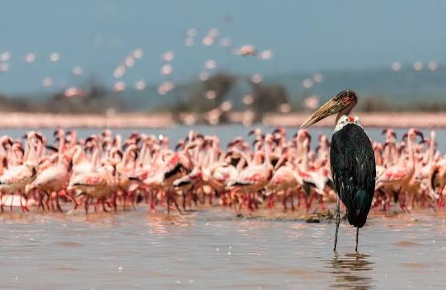 Lake Naivasha & Masai Mara Game Reserve (4days/3nights)