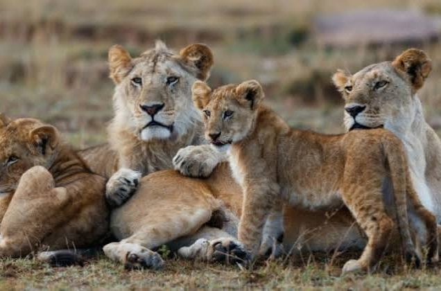 Amboseli National Park, Lake Nakuru National Park & Maasai Mara Game Reserve (06days/05nights)