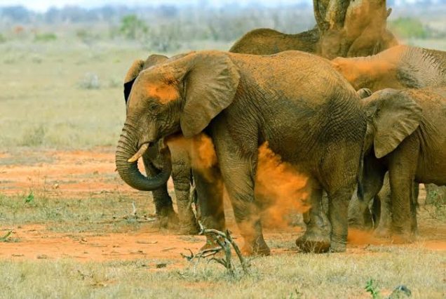 Amboseli National Park & Tsavo East National Park (05days/04nights)