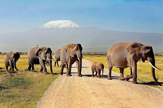 Amboseli National Park & Tsavo West National Park (05days/04nights)
