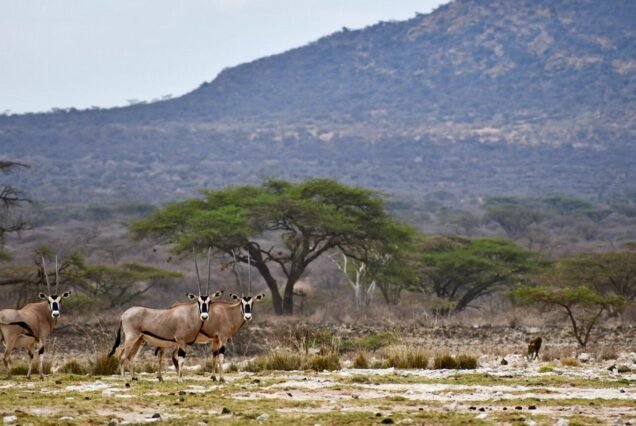 Shaba National Reserve, Samburu National Reserve & Ol Pejeta Conservancy (Sweetwaters) (07days/06nights)