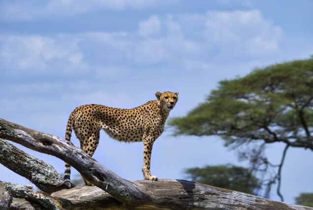 Aberdare National Park, Ol Pejeta Conservancy (Sweetwaters) & Samburu National Reserve (7days/6nights)